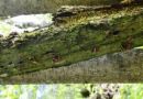 Encoelia furfuracea, mekinasta mehurčevka