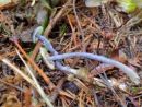 Entocybe nitida, modra rdečelistarka