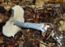 Entocybe nitida, modra rdečelistarka
