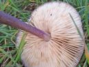 Entoloma allochroum, vijoličnobetna rdečelistka