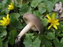 Entoloma aprile, aprilska rdečelistka