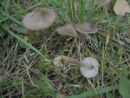 Entoloma araneosum, srebrnovlaknata rdečelistka