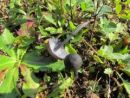 Entoloma corvinum, vranja rdečelistka