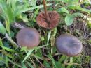 Entoloma sericeum, bleščeča rdečelistka