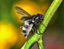 Entomophthora muscae, (uničevalka muh)