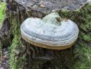 Fomes fomentarius, bukova kresilka