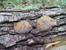 Fomitiporia robusta, hrastov glivopor