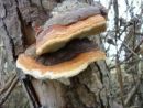Fomitopsis pinicola, smrekova kresilača