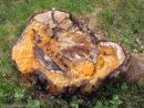 Fusicolla merismoides, oranžna sluzača