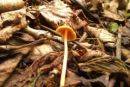 Galerina heterocystis, mokrotna kučmica