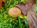 Galerina nana, (pritlikava kučmica)