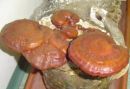 Ganoderma lucidum, svetlikava pološčenka