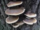 Ganoderma resinaceum, smolena pološčenka