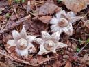 Geastrum elegans, (lepa zvezdica)
