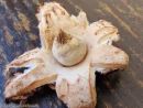 Geastrum elegans, (lepa zvezdica)