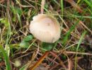 Gliophorus irrigatus, orošena vlažničarka
