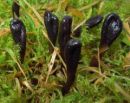 Glutinoglossum glutinosum, lepljivi jezičevec