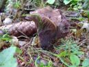 Gomphus clavatus, čokata žilolistka