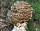 Grifola frondosa, velika zraščenka