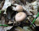 Gymnopus alkalivirens, črni korenovec