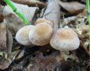Gymnopus brassicolens, zeljarski korenovec