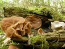 Gyromitra parma, ščitasti hrček