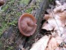 Gyromitra parma, ščitasti hrček