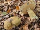 Gyroporus cyanescens, modreči bledotrosnik