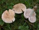 Hebeloma leucosarx, vrbina medlenka