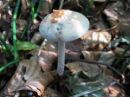 Hebeloma leucosarx, vrbina medlenka