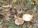 Hebeloma radicosum, korenasta medlenka