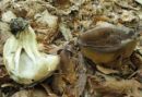 Helvella acetabulum, pomladanski loputar