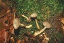 Helvella macropus, visoki loputar
