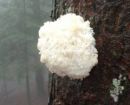 Hericium clathroides, medvedji bradovec