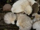 Hohenbuehelia atrocoerulea, modrikasti ostrigovec