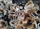 Hohenbuehelia petaloides, razprti ostrigovec