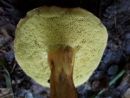 Hortiboletus engelii, hrastov vrtnikovec