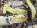 Hortiboletus engelii, hrastov vrtnikovec