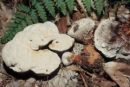 Hydnellum aurantiacum, oranžna ježevka