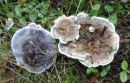 Hydnellum suaveolens, vonjava ježevka