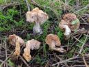 Hydnum rufescens, rdečkasti ježek
