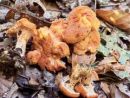 Hydnum rufescens, rdečkasti ježek