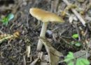 Hydropus subalpinus, gorski vlagobetnež
