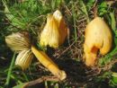 Hygrocybe acutoconica, zašiljenogrba vlažnica