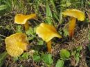 Hygrocybe ceracea, voskasta vlažnica
