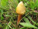 Hygrocybe citrinovirens, zelenkasta vlažnica