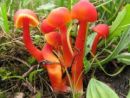 Hygrocybe coccinea, škrlatna vlažnica