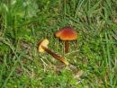Hygrocybe conica, koničasta vlažnica