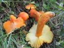 Hygrocybe intermedia, varljiva vlažnica