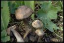 Hygrocybe ovina, ovčja vlažnica